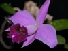Laelia pumila select x Laelia dayana coerulea Chojamaru (MSB)